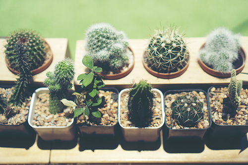 Cactus in ceramic pot on a wood table background.