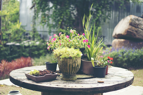 Collection of various cactus and succulent plants in different pots. Potted cactus house plants