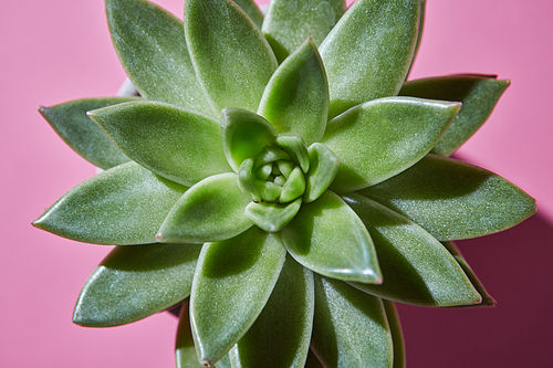The top view central composition with an single evergreen succulent plant is Eichveria in white flowerpot a diagonal hard shadow on a pink background.