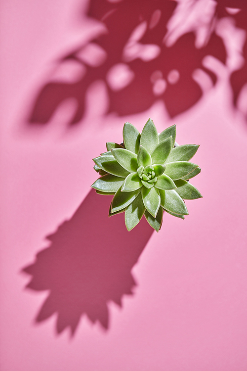 The top view composition with an single evergreen succulent plant is Eichveria, a diagonal shadow from succulent plant and soft shadows from Monstera plant Philodendron on a pink background.