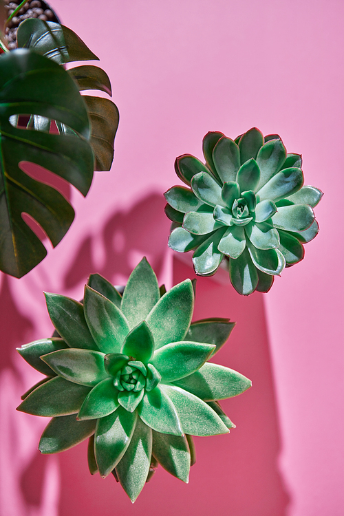 The top view composition with two evergreen succulent plants Eichveria, Monstera plant Philodendron on a pink background with shadows from plants .