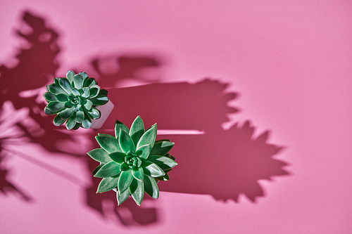 The top view composition with two evergreen succulent plants Eichveria in white flowerpots, Monstera plant Philodendron on a pink background with shadows from plants .