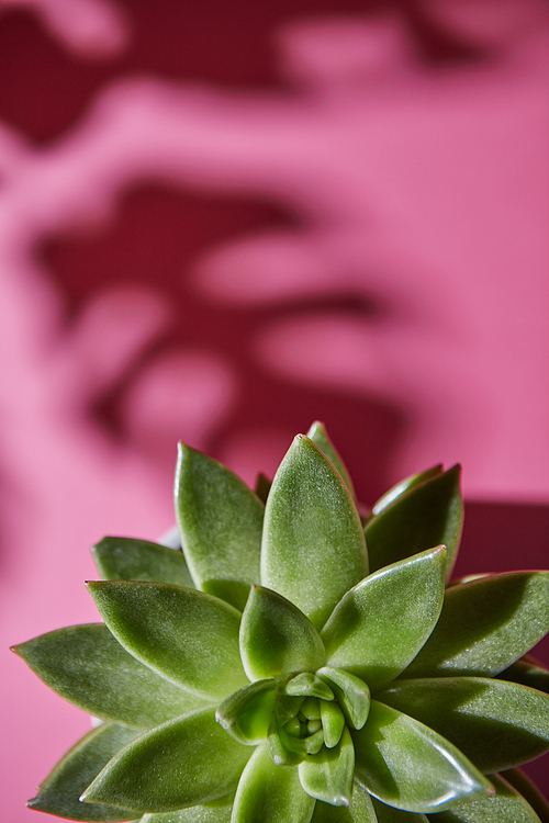 The top view composition with an single evergreen succulent plant is Eichveria, hard shadow plant is Eichveria from soft shadows from Monstera plant Philodendron on a pink background.