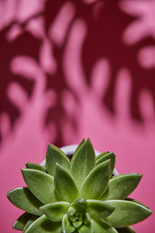 The top view composition with an single evergreen succulent plant is Eichveria, hard shadow plant is Eichveria from soft shadows from Monstera plant Philodendron on a pink background.