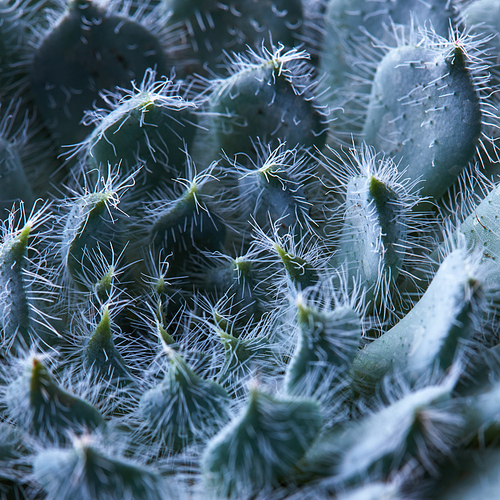 Echeveria Bristly close-up, pattern of fuzzy succulent petals. Natural background