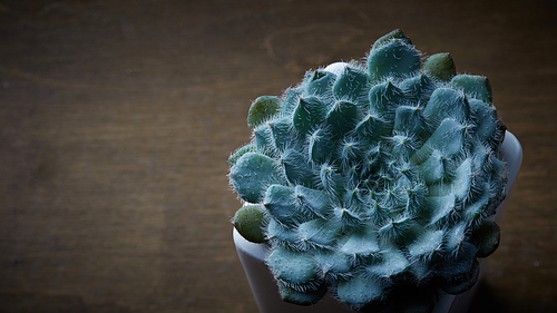 Top view plant of succulent of round form, Echeveria Bristly in flowerpot on an old wooden table with copy space.