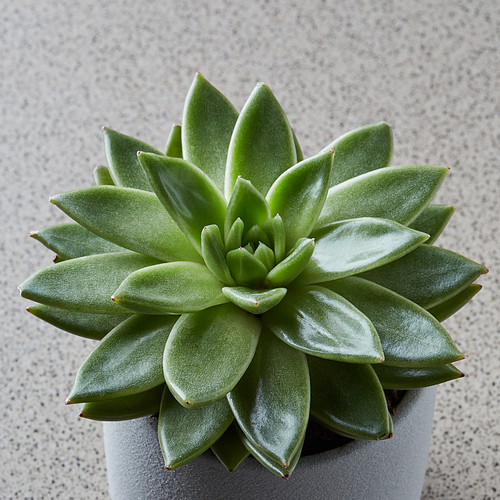 stone shelf with plant green succulent over stone gray background. Home interior.