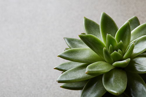 Evergreen succulent perennials with rosettes of fleshy leaves and racemes or panicles of urn-shaped flowers