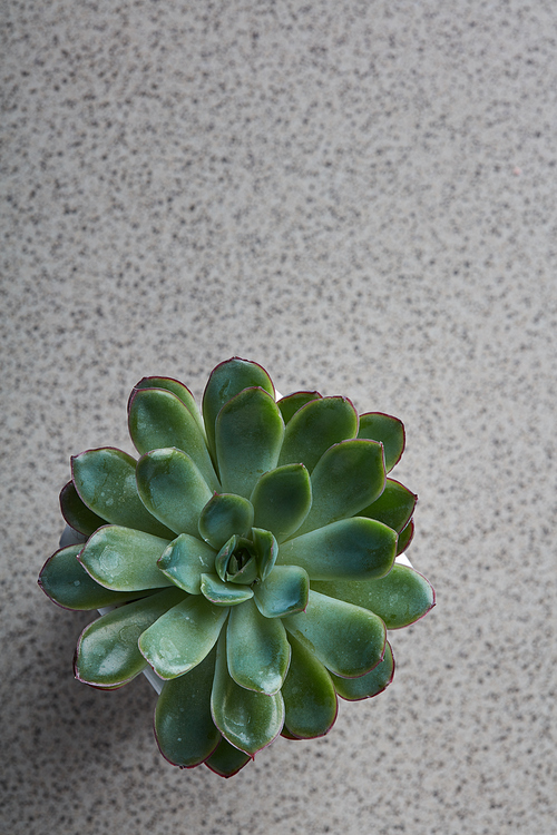Beautiful Echeveria flower, succulent green plant on a gray marble background with copy space, top view