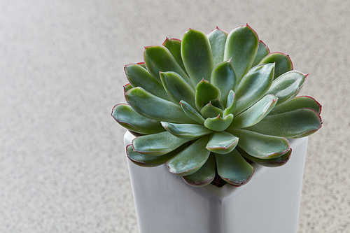 Close up of small cactus succulent in flower pot as stone background with copy space