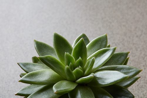 A horizontal photo with a green echevery succulent on a concrete background with a place under the text,