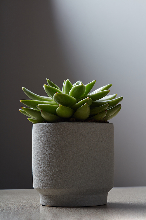 Succulent plant Echeveria in a white flowerpot on a marble table on a white wall background