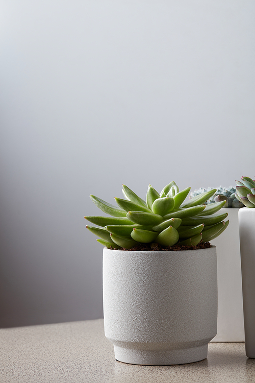 Echeveria. Green Succulent in stone pot on light background with copy space