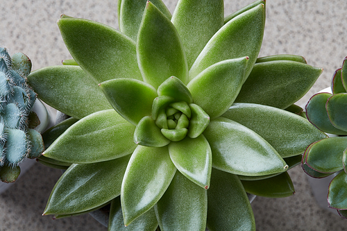 Macro cactus succulent plant isolated on stone. Arrangement with succulent or cactus ladscape design