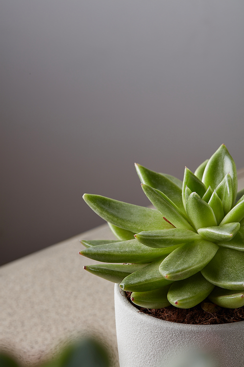Close up of tiny succulent in DIY concrete pots in scandinavian style home with copy space