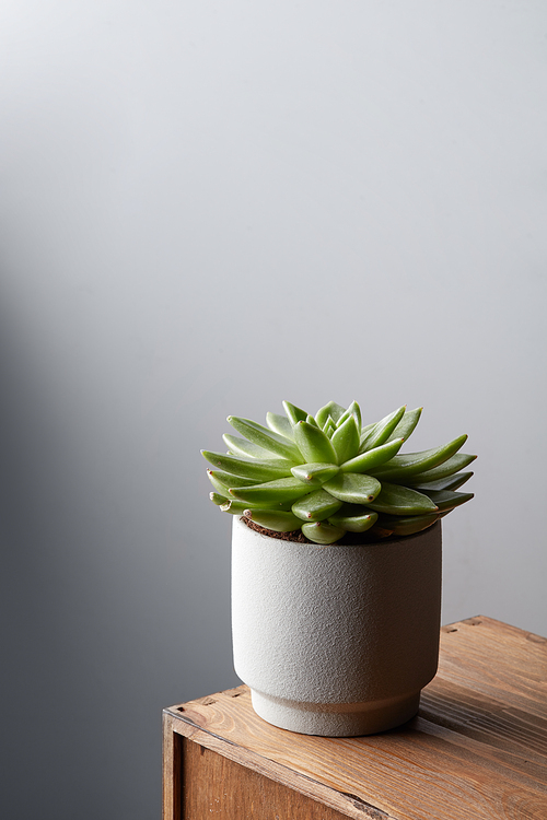 House plant Echeveria in a white flowerpot on an old wooden table light from a window fall on a flower and a white wall