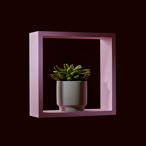 In a white round flowerpot a plant of echeveria in a pink wooden frame around a dark background