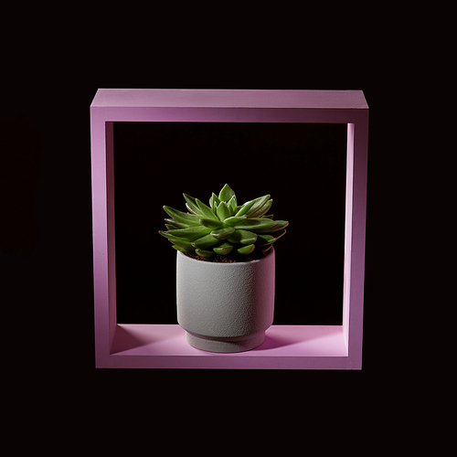 Green flower echeveria in a flowerpot in a wooden pink frame on a dark background. Interior decoration concept