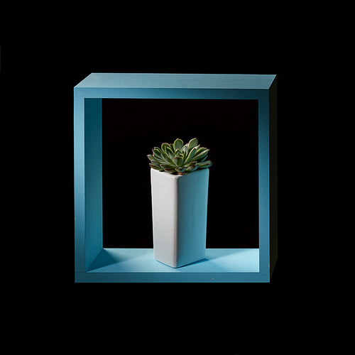 In a white flowerpot mini cactus eheveria in a blue wooden frame on a dark background. Modern minimalist decor