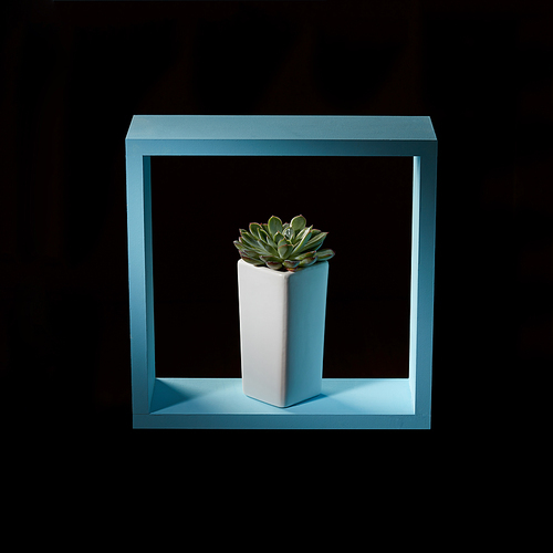 Mini cactus echeveria in a white ceramic pot in a blue wooden frame on a dark background. Creative interior decoration