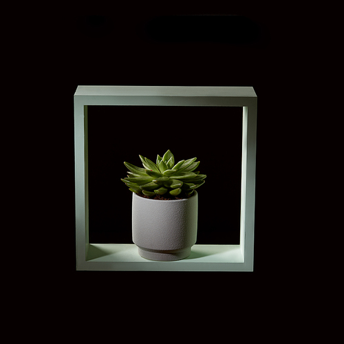 Echeveria succulent or stone rose in a white flowerpot in a wooden green frame on a dark background. Modern interior decor