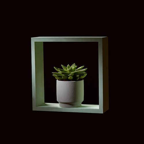 A pot with echeveria in a in a wooden green frame on a dark background. Interior decoration
