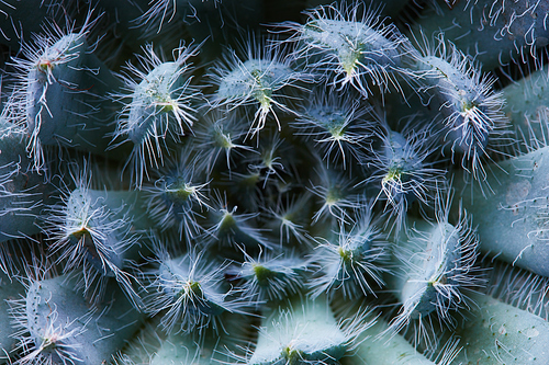 Close-up of an unusual flower Echeveria or Echeveria Bristly, a succulent plant covered with white villi.