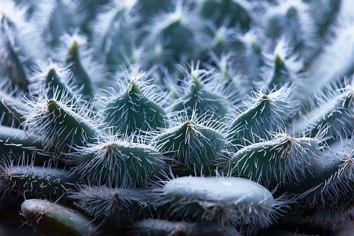 Beautiful unusual flower Echeveria Bristly, close-up succulent with white villi. Natural background