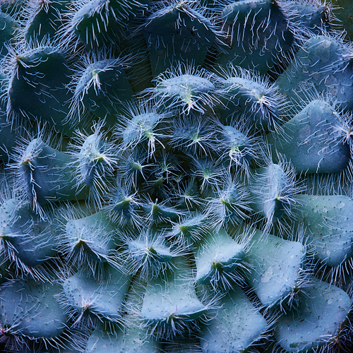 Closeup of a succulent plant Echeveria Harmsii with white villi. Natural background