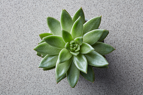Top view of an unusual green plant Echeveria on a gray stone background
