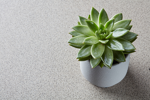 Succulent plant Echeveria in a white flowerpot on a gray stone background with copy space