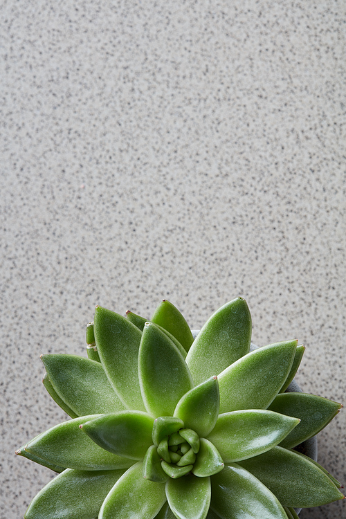 A round green plant Echeveria or a stone flower on a gray stone background is a top view. Space for text