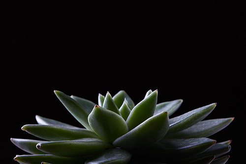 Close-up at green echevery with leaf succulent tropical houseplant isolated in black background.