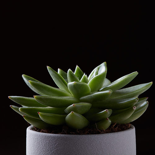 Echeveria green cactus isolated on black background with copy space