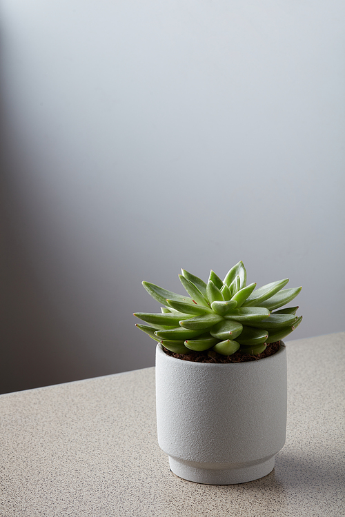 White vase with a houseplant Euchevera succulent on a gray marble table. Copy space for text