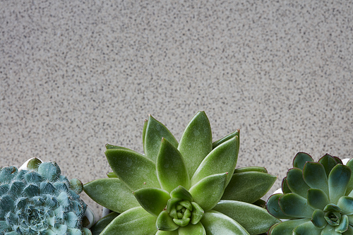 Plants of Echeveria, corner frame from different green flowers on a gray stone background with copy space. Top view