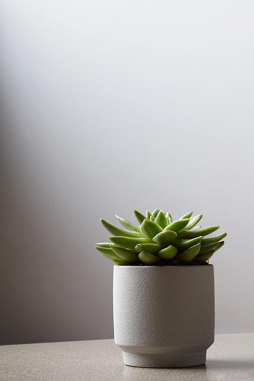 green succulent plant in ceramic pot on counter beside wall for interior design with copy space