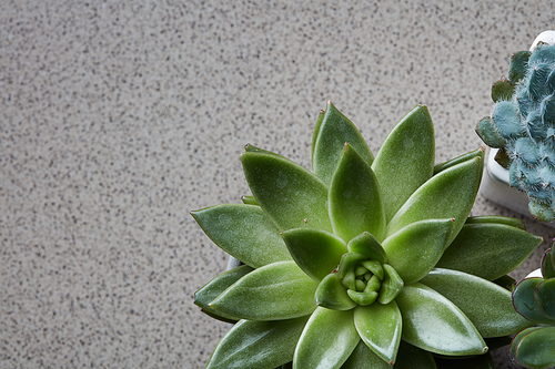Top view of a green succulent plant Echeveria, corner frame made of flowers on a gray marble background with copy space for text