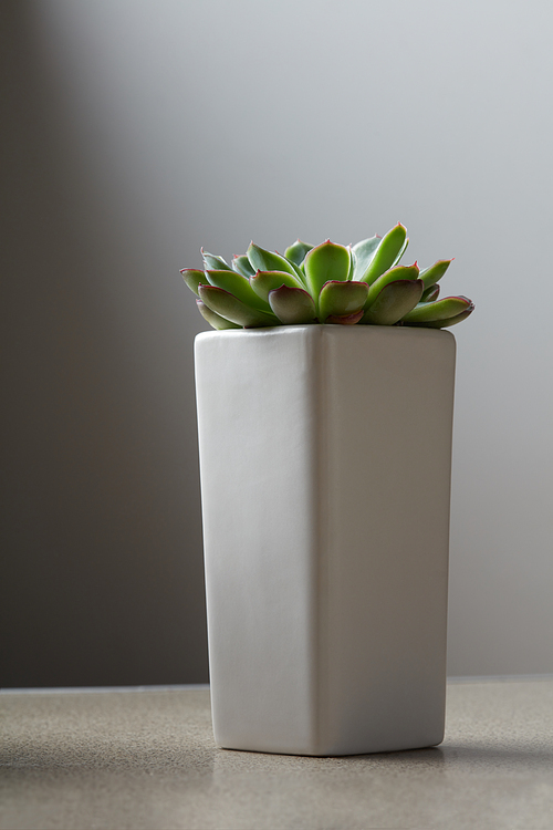 Beautiful green succulent in gray stone pot placed on a light background. Minimal concept with copy space