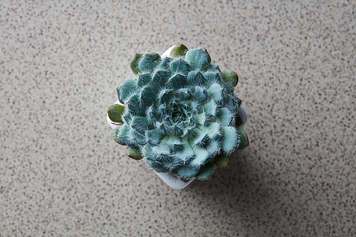Top view of a miniature house plant Echeveria Bristly, in a flower pot on a gray stone background