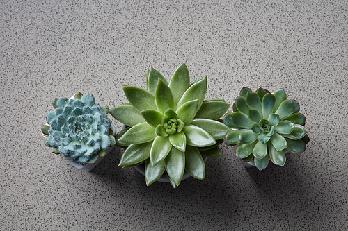 Top view collection of various succulent plants Echeveria in pots. Potted house plants on gray stone table