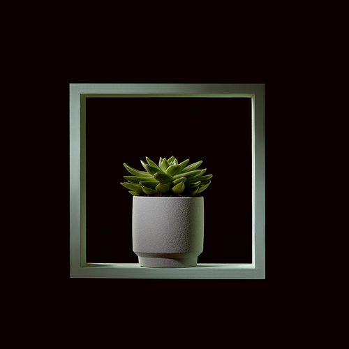 A green wooden frame with a plant of echeveria in a flowerpot on a black background. Interior decoration