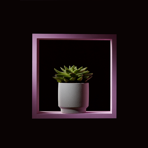 Succulent plant of echeveria in a flowerpot in a pink wooden frame on a dark background