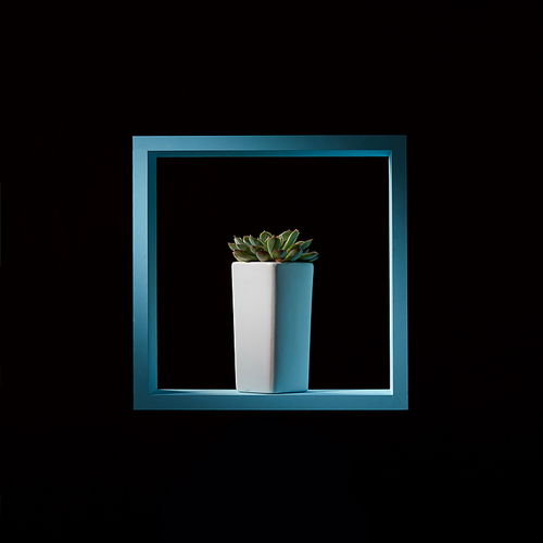 Modern decor of a wooden frame with a plant of echeveria in a white flowerpot on a dark background. Beautiful home decor