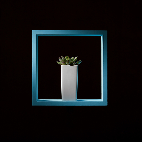 Minimalistic composition of a blue wooden frame and mini succulent echeveria on a dark background, Interior decorator