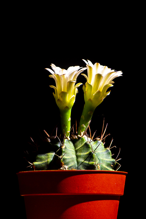 cactus flower blooming isolated on black background