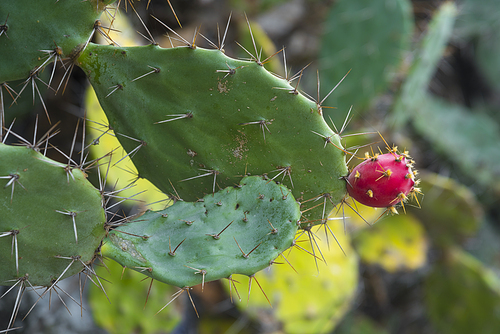 cactus flower