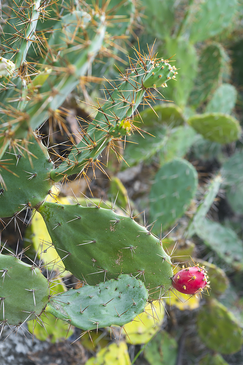 cactus flower