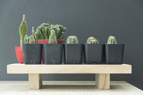 mini cactus on wooden table