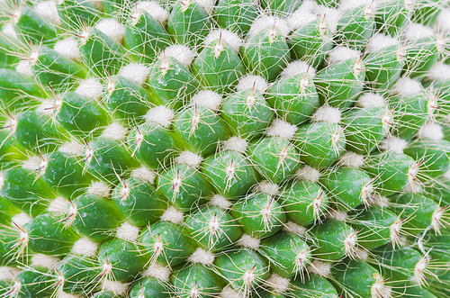 cactus texture background